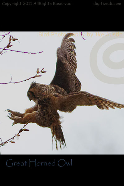 Great Horned-Owl-Landing