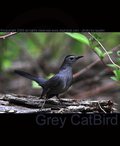 Gray CatBird