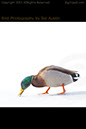 Mallard Duck Winter Wonder 2