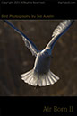 Seagull-In-Flight 3