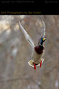 Duck-Rising-Nature-Photographer-Ike-Austin