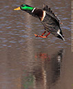 Mallard Duck - In Coming!!!