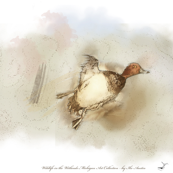 Nature Art Michigan Winter Duck