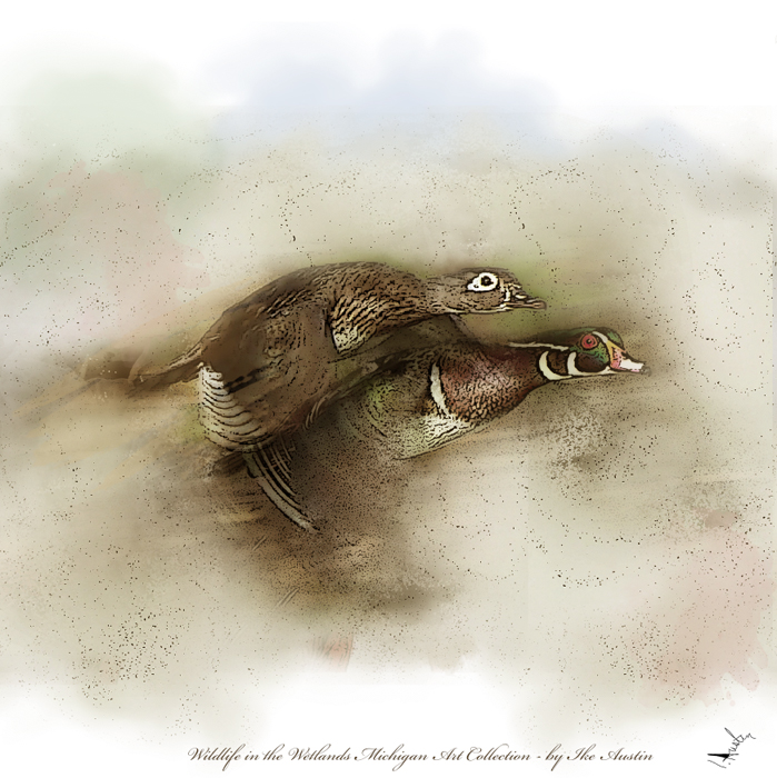 Wildlife in the Wetlands Wood Ducks