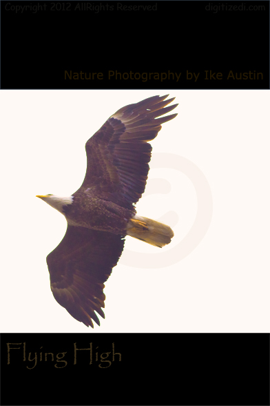 Bald Eagle Michigan