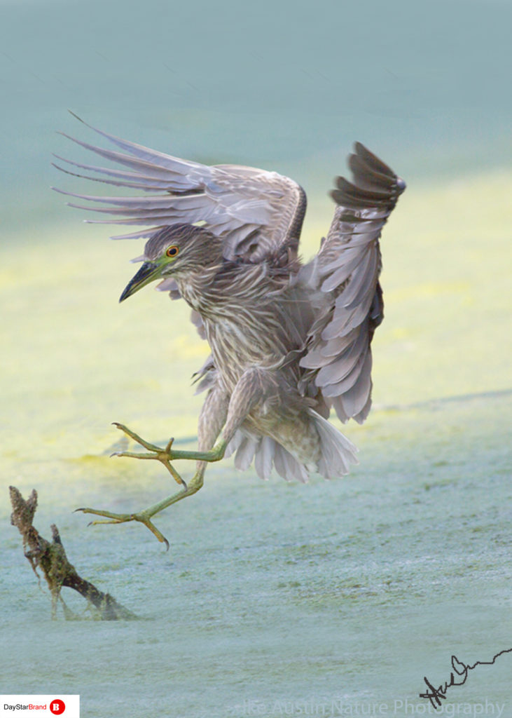 Juvenile Night Heron I Can Make It - Photo by Ike Austin