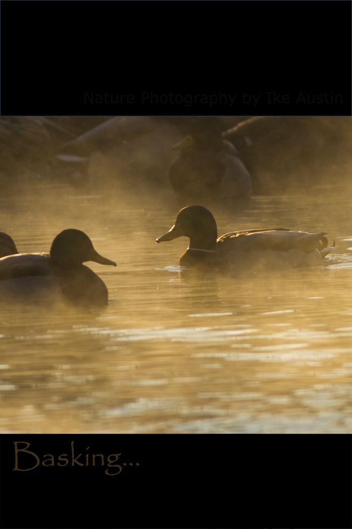 Michigan Birds
