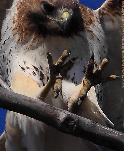 Michigan Birds