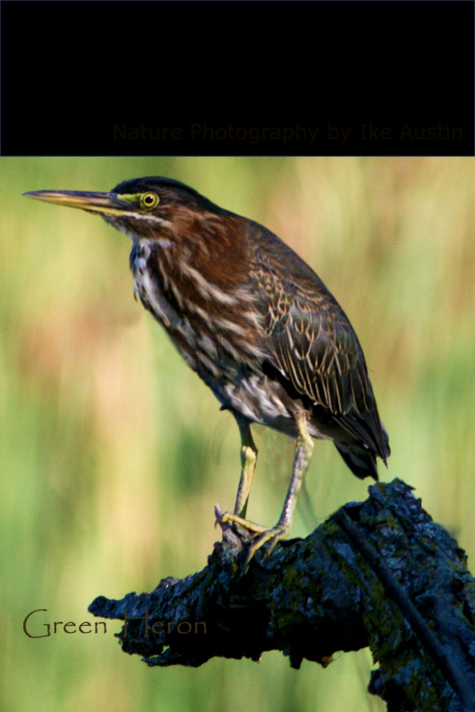 Birds of Michigan Wetlands
