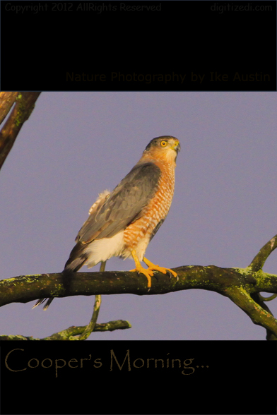 nature photography michigan cooper s hawk dialog with nature photography michigan cooper s hawk dialog with