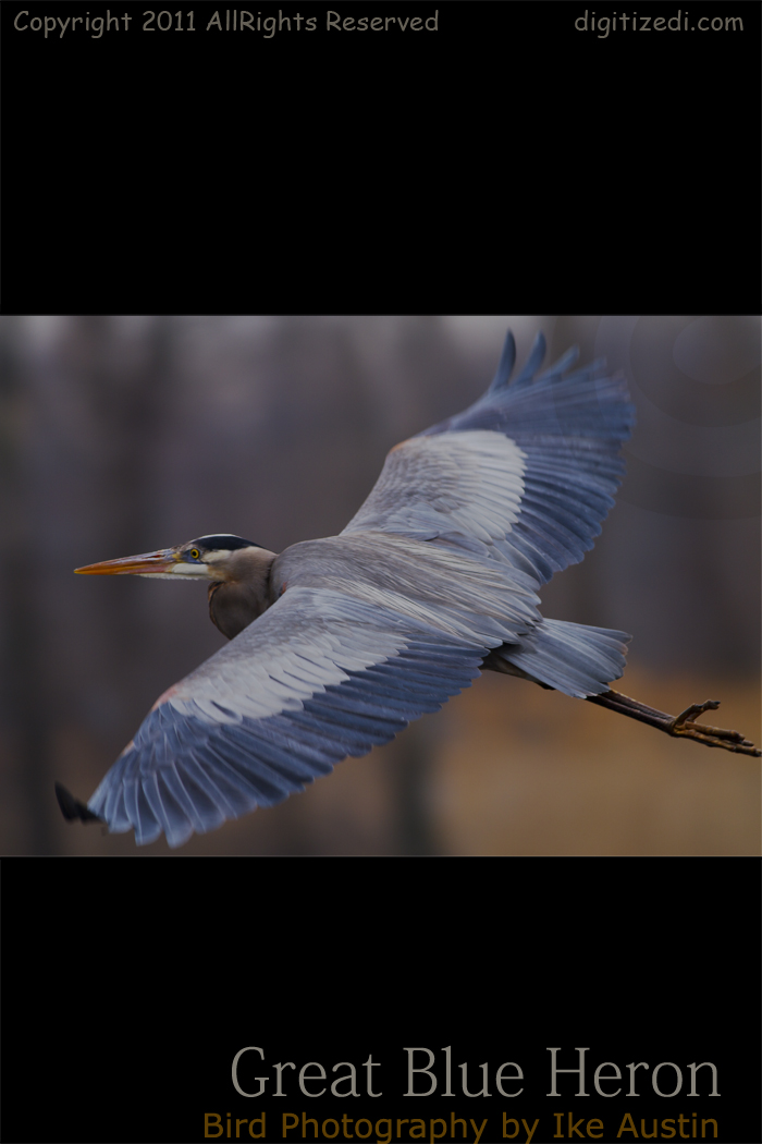 Michigan Bird