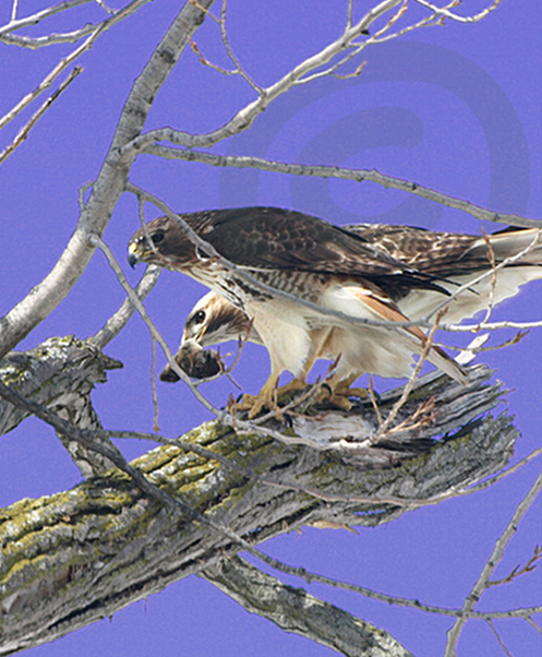 Raptor Bird of Prey - Michigan Red-tailed Hawk