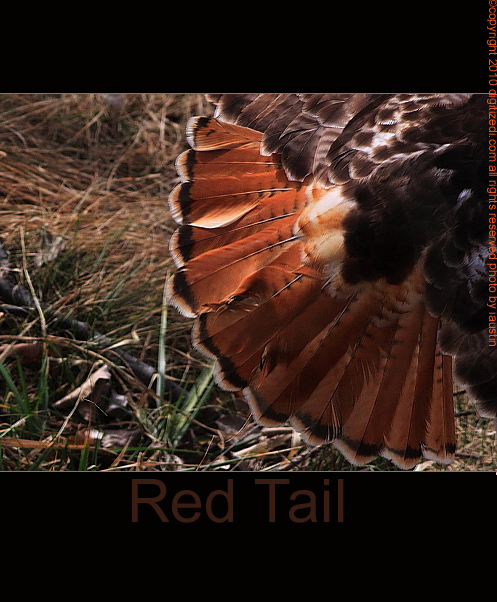 nature photography red tailed hawk nature photography red tailed hawk