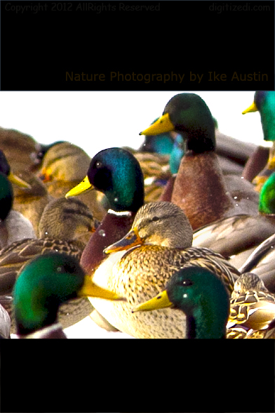 Michigan Birds - Dabble of Ducks Michigan Birds - Dabble of Ducks