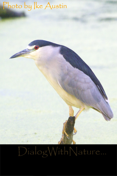 black crowned night heron adult