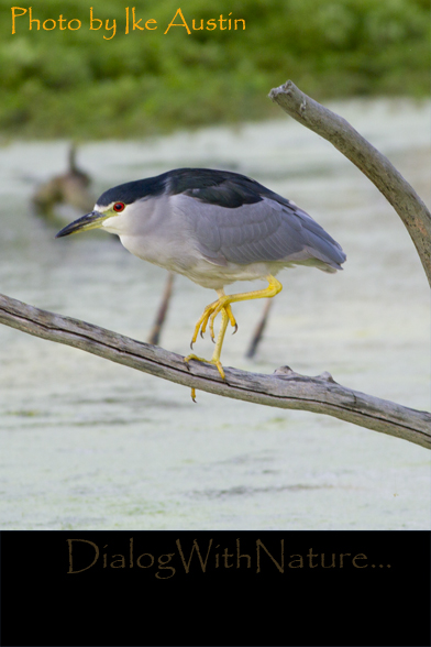 night heron