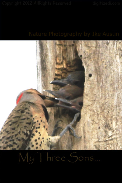 Michigan Flicker Feeding Northern Flicker Nesting