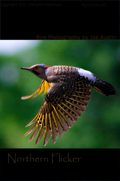 Michigan Flicker Michigan Flicker in Flight