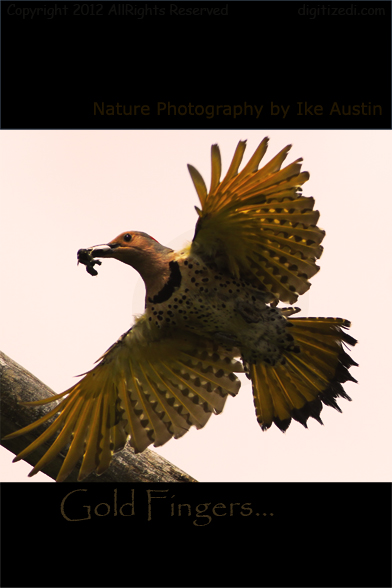 Michigan Flicker Northern Flicker Michigan
