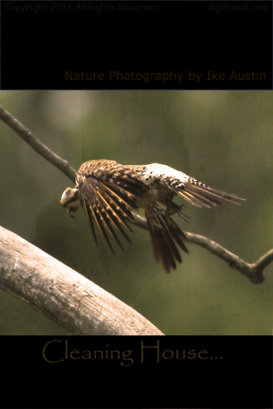 Michigan Flicker Northern Flicker - House Cleaning