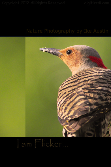 Michigan Flicker Northern Flicker - Woodpecker Michigan -