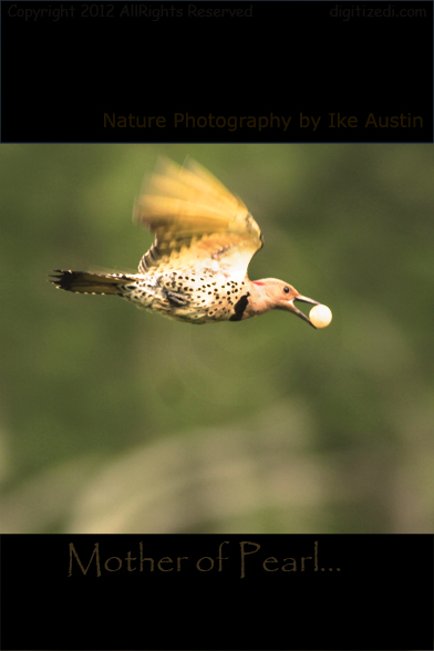 Michigan Flicker Northern Flicker Wetland