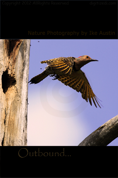 Michigan Flicker Northern Flicker Michigan