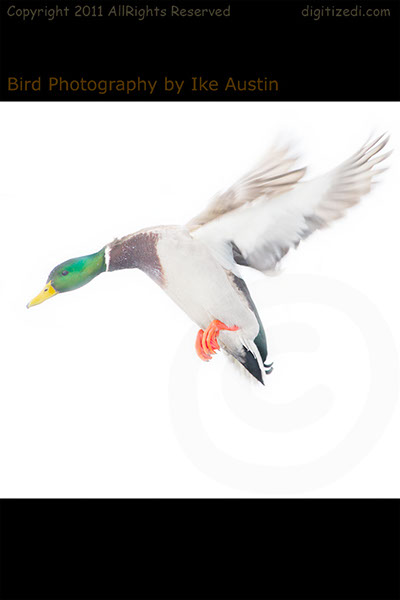 Mallard Duck Winter White Wetland Mallard Duck Winter White Wetland