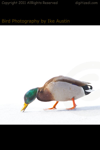 Mallard Duck Winter Mallard Duck Winter