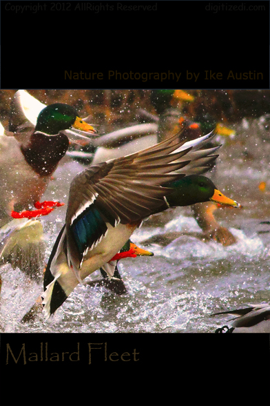 Mallard Duck