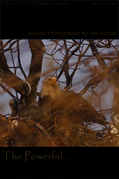 Bald Eagle Nest Michigan