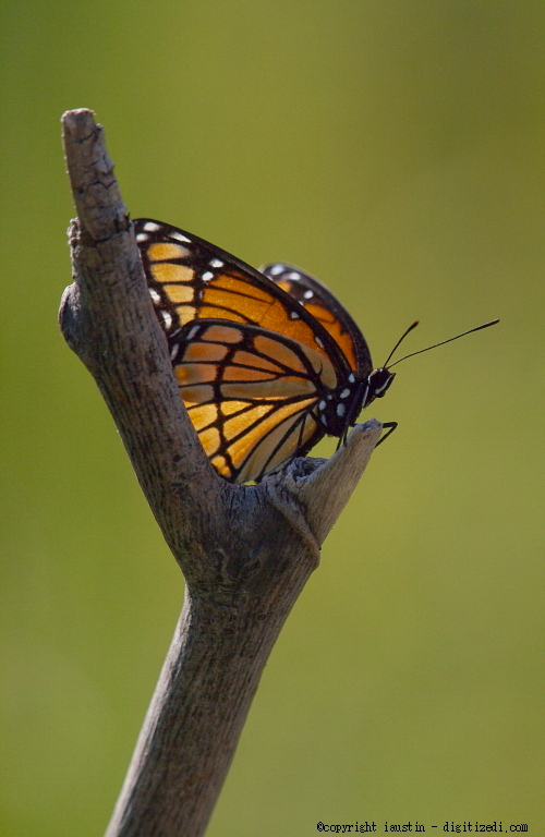 Monarch Butterfly Michigan Monarch Butterfly Michigan
