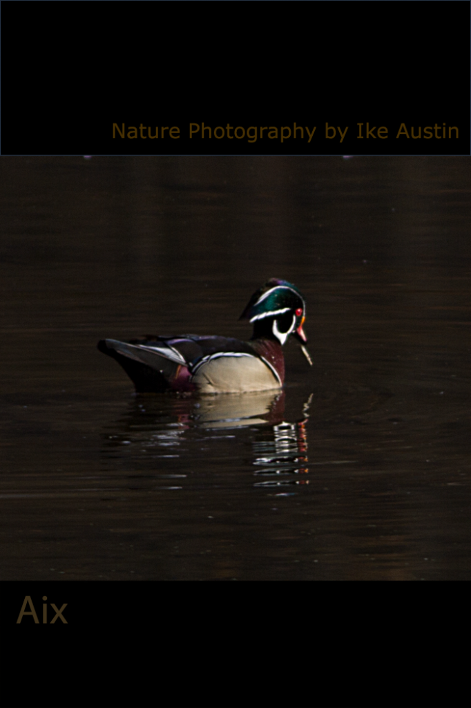 Wood Duck