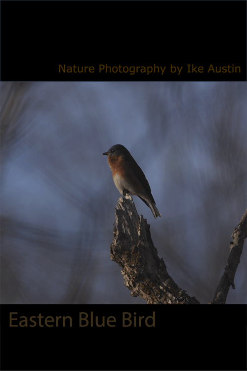 Eastern Blue Bird
