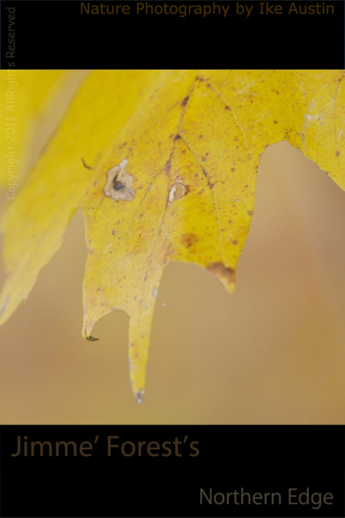 Autumn Fall Colors