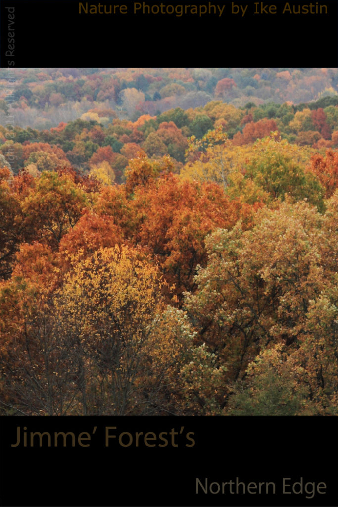 Autumn Leaves Colors
