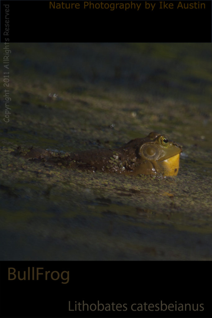 Michigan BullFrog- Photo by Ike Austin