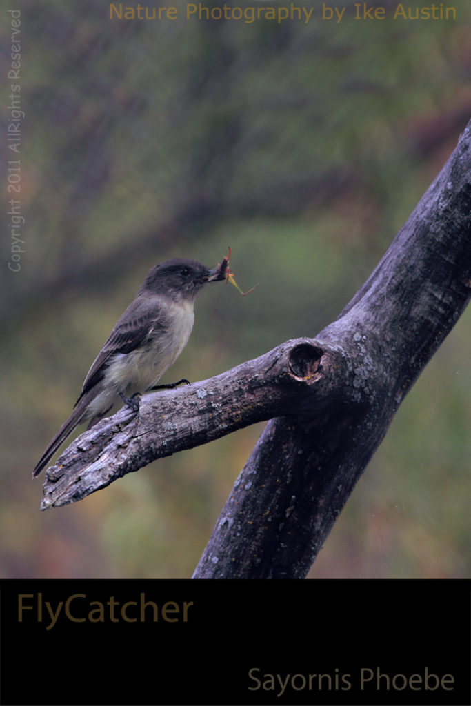 FlyCatcher - Photo by Ike Austin