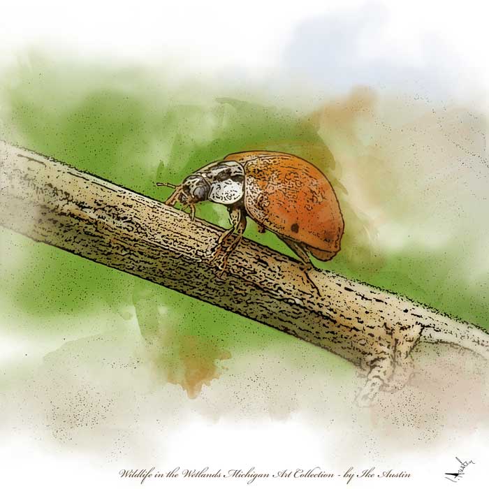 Michigan Art Prints Ladybug