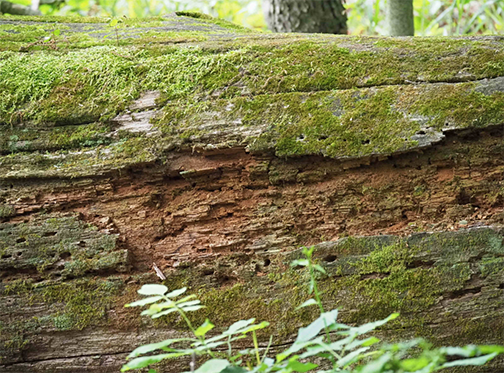 Nature Art Michigan - Tree