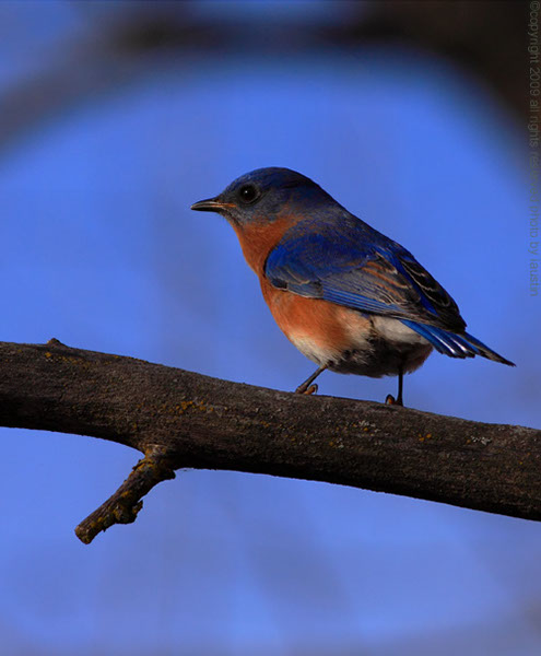 Eastern Blue Bird II