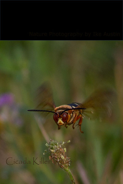 Cicada Killer Wasp
