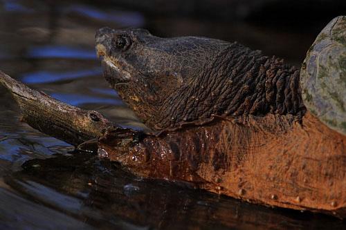 Bogie Snapper Turtle