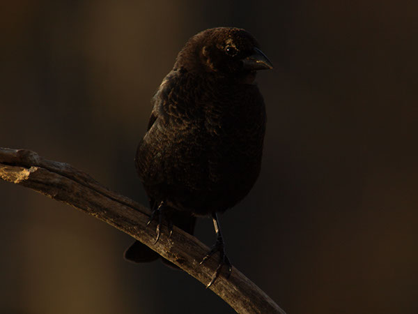 Brown Headed Cow Bird