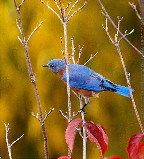 Eastern BlueBird