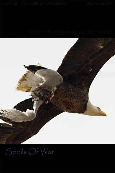 Bald Eagle Spoils Of War