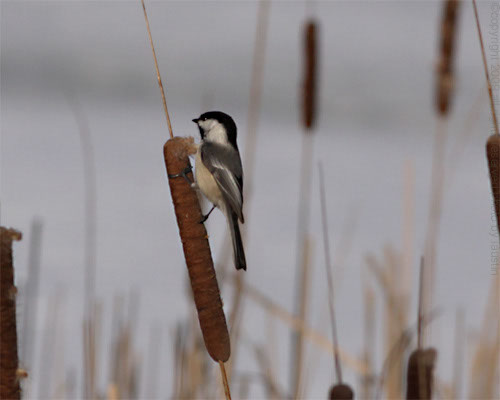 Chikadee & CatTail