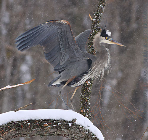 Blue Dragon Has Landed