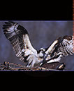 Osprey Pair Nesting I