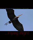 Blue Heron Flying High